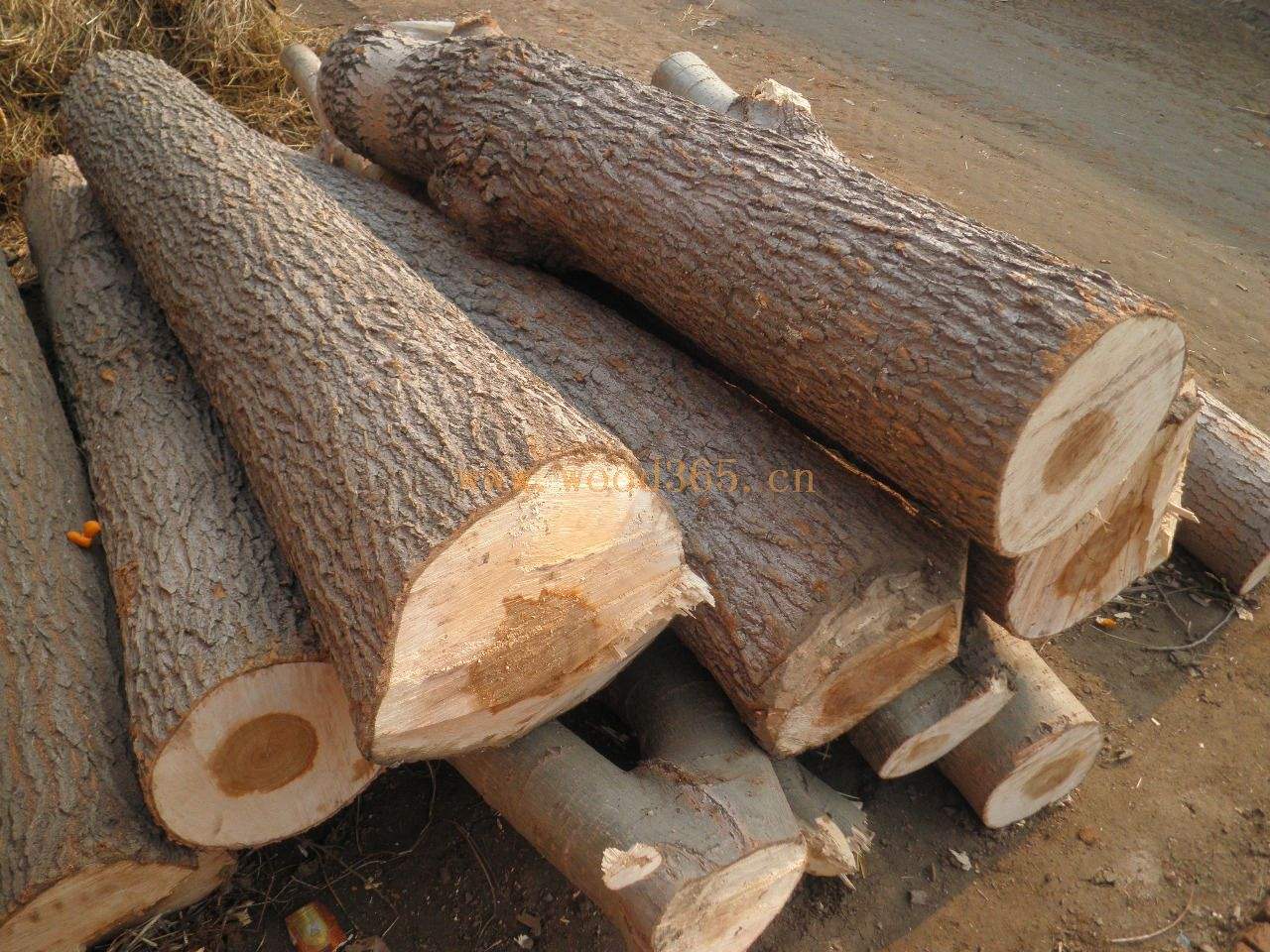杨木_杨木批发_杨木价格_爱木头